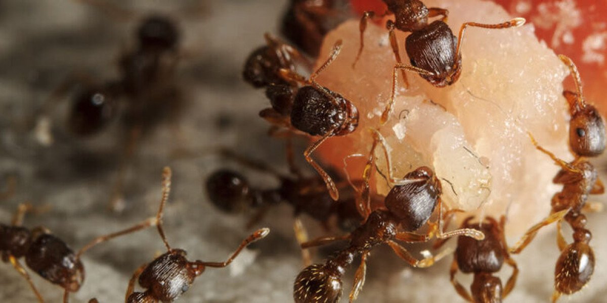 Keeping Broadway Homes Ant-Free with Smarter Local Solutions