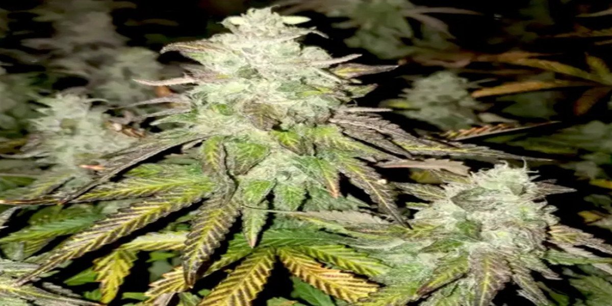 Ricky Bobby OG Seeds: Fast-Hitting Genetics & Grow Guide